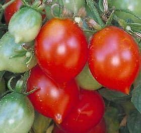 Tomato, Cherry - Riesentraube - St. Clare Heirloom Seeds