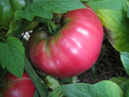 Tomato, Pink and Purple - Soldacki - St. Clare Heirloom Seeds