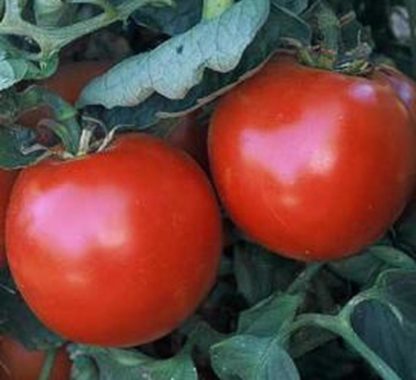 Tomato, Red - Abe Lincoln - St. Clare Heirloom Seeds