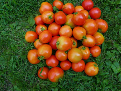 Tomato, Red - Rutgers Immature Fruit - St. Clare Heirloom Seeds