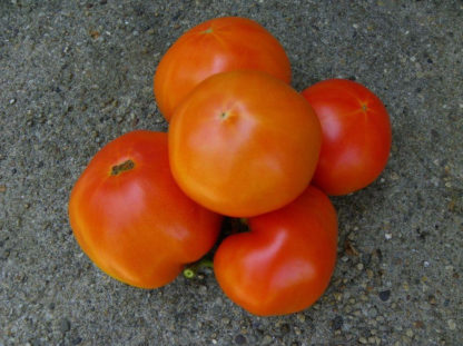 Tomato, Red - Rutgers Immature Fruit - St. Clare Heirloom Seeds
