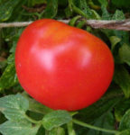 Tomato, Red - Rutgers - St. Clare Heirloom Seeds