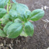Young Italian Basil Leaves