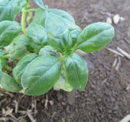 Young Italian Basil Leaves