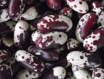 Jacob's Cattle Bean - St. Clare Heirloom Seeds
