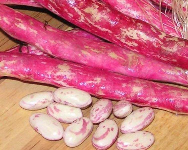 Bean - Taylor Dwarf Horticultural - St. Clare Heirloom Seeds