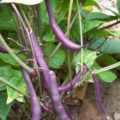 Bean - Purple Queen - St. Clare Heirloom Seeds