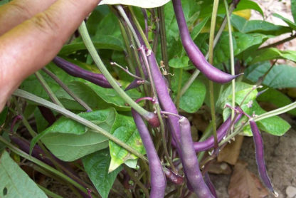 Bean - Purple Queen - St. Clare Heirloom Seeds