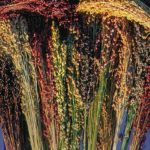 Mixed Colors Broom Corn - St. Clare Heirloom Seeds