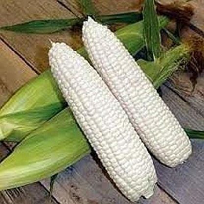 Corn - Boone County White Non-GMO - St. Clare Heirloom Seeds