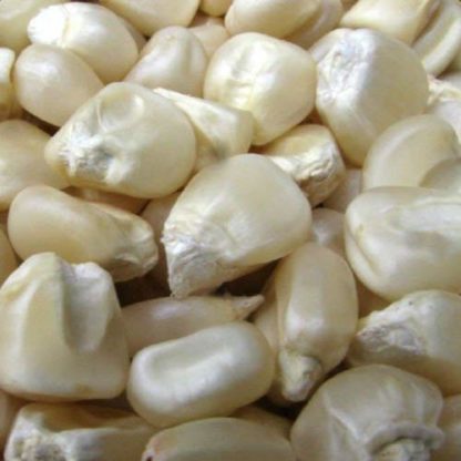 Corn - Boone County White Non-GMO - St. Clare Heirloom Seeds