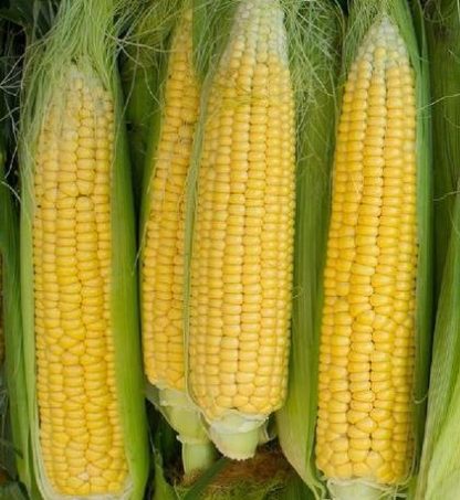 Golden Bantam Non GMO Corn - St. Clare Heirloom Seeds