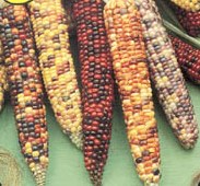 Indian Flint Corn - St. Clare Heirloom Seeds