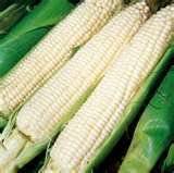 FARM & VEGETABLE GARDENING SEEDS SILVERMINE CORN SEEDS NON-GMO HEIRLOOM