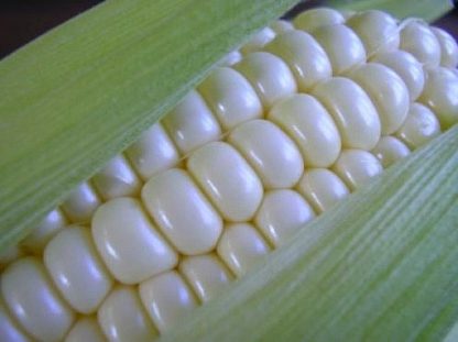 Stowell's Evergreen Corn - St. Clare Heirloom Seeds