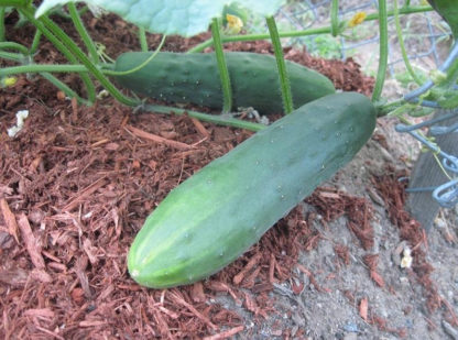 Cucumber, Slicing - Straight Eight - St. Clare Heirloom Seeds