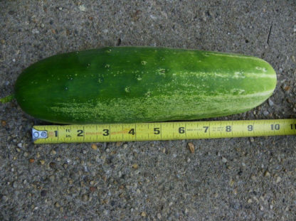 Cucumber, Slicing - Straight Eight - St. Clare Heirloom Seeds