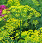 Bouquet Dill - St. Clare Heirloom Seeds