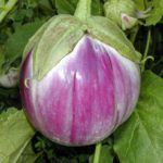 Rosa Bianca Eggplant - St. Clare Heirloom Seeds