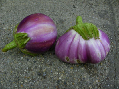Rosa Bianca Eggplant - St. Clare Heirloom Seeds