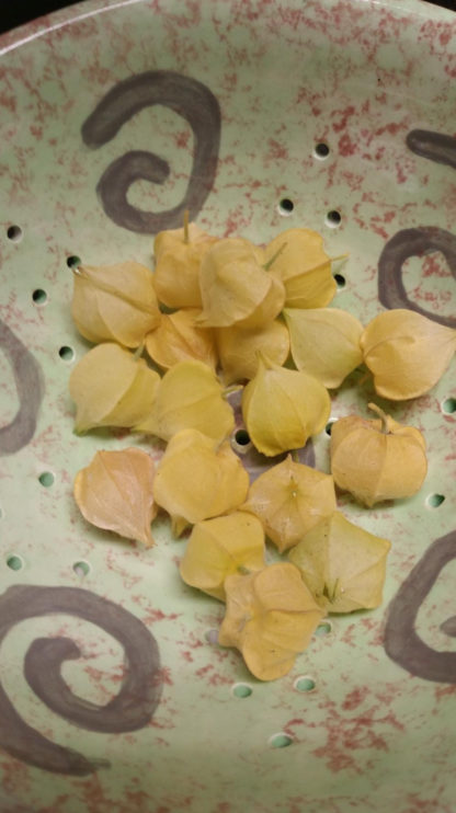 Ground Cherry - Cossack Pineapple - St. Clare Heirloom Seeds - Photo Credit RobynAnne