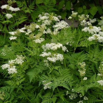 Anise Herb - St. Clare Heirloom Seeds