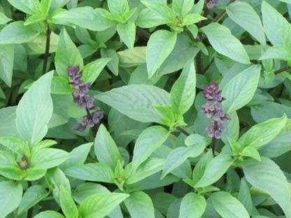 Licorice Basil Herb - St. Clare Heirloom Seeds