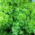 Herb, Annual - Moss Curled Parsley - St. Clare Heirloom Seeds