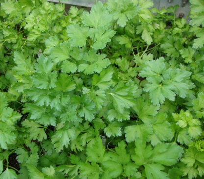Herb, Annual - Parsley Plain Leaf - St. Clare Heirloom Seeds - Photo credit P.J. Smith