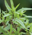 Herb, Annual - Summer Savory - St. Clare Heirloom Seeds
