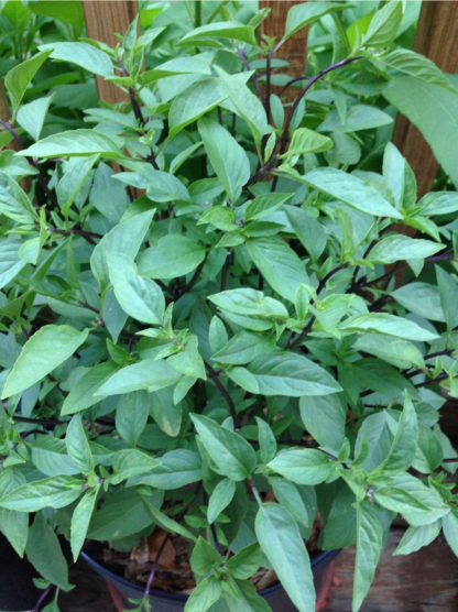 Cinnamon Basil Herb - St. Clare Heirloom Seeds