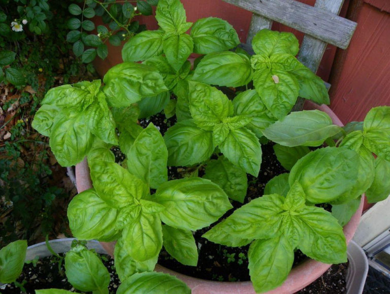 Herb Basil Sweet Italian Large Leaf St. Clare Heirloom Seeds