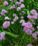 Herb - Chives - St. Clare Heirloom Seeds