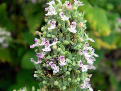 Herbs, Perennial - Catnip Bloom - St. Clare Heirloom Seeds
