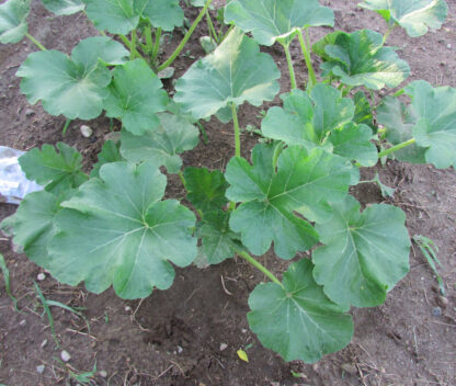 Young Benning's Green Tint Summer Squash Plant
