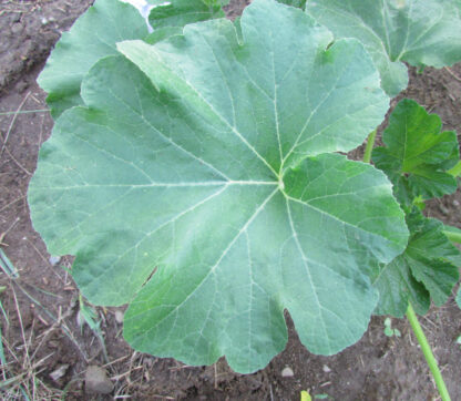 Benning's Green Tint Summer Squash Leaf