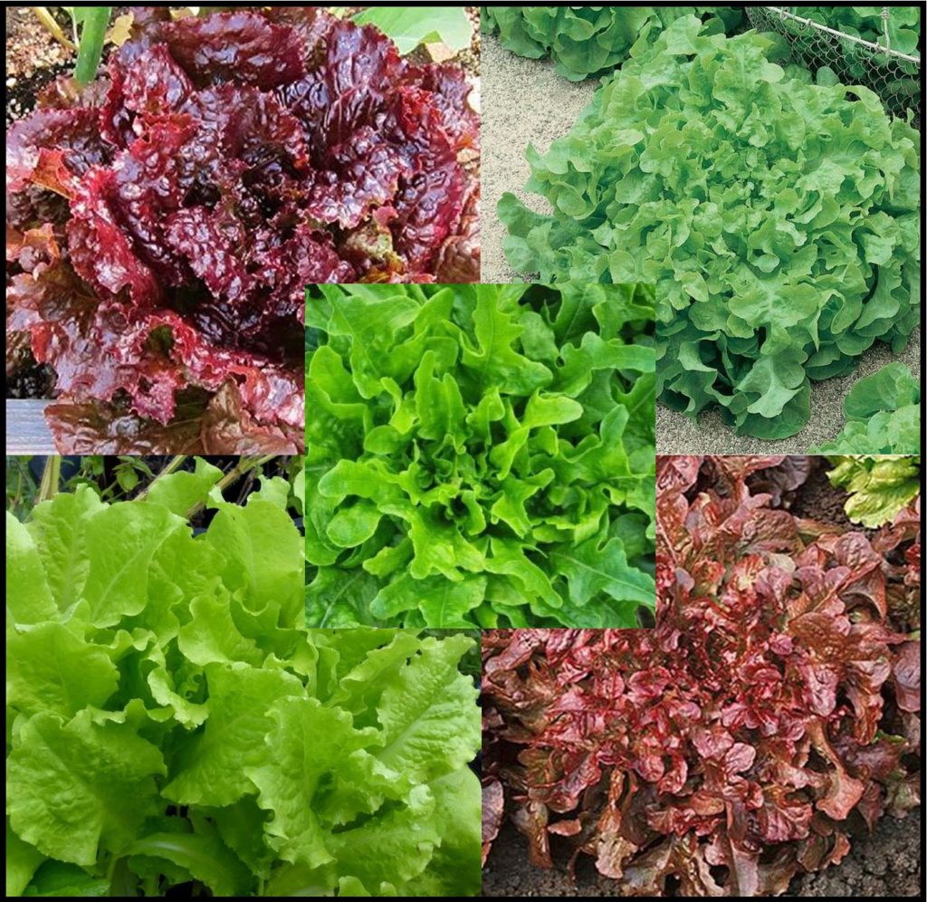 Lettuce Lettuce Blend 2 St. Clare Heirloom Seeds Heirloom and