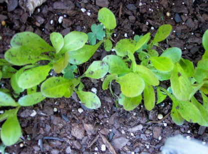 Lettuce, Leaf - Cimmaron - St. Clare Heirloom Seeds