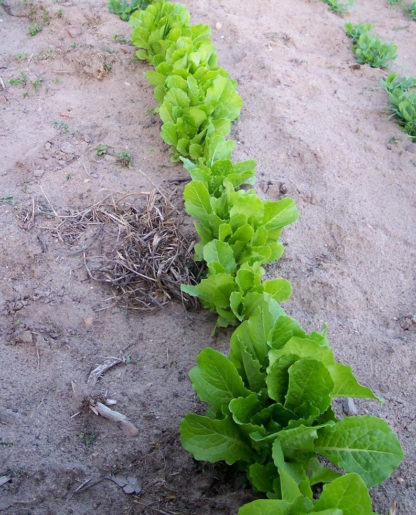 Lettuce Parris Island cos - St. Clare Heirloom Seeds