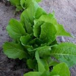 Lettuce Parris Island cos - St. Clare Heirloom Seeds