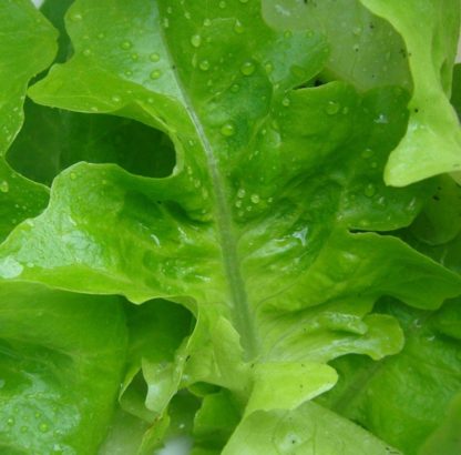 Lettuce, Loose Leaf - Oakleaf - St. Clare Heirloom Seeds