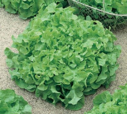 Lettuce, Loose Leaf - Salad Bowl - St. Clare Heirloom Seeds