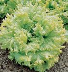 Lettuce, Loose Leaf - Simpson Elite - St. Clare Heirloom Seeds
