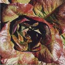 Lettuce, Romaine - Cimmaron - St. Clare Heirloom Seeds