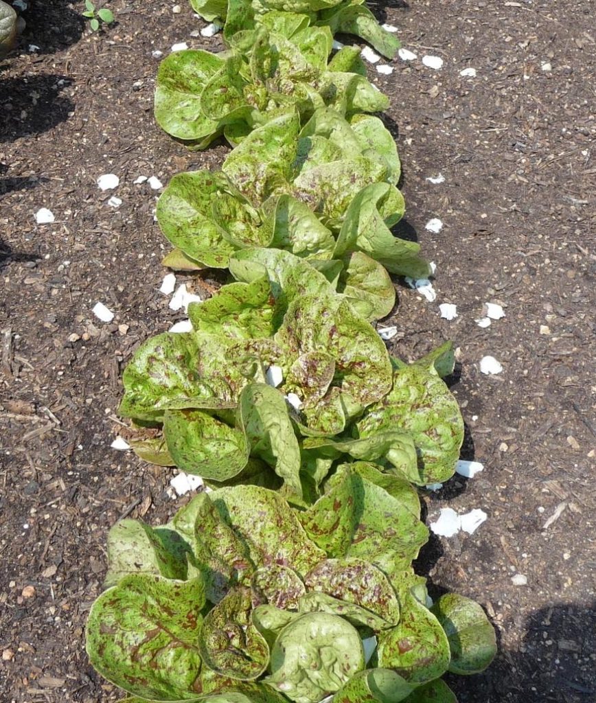 Romaine Lettuce Freckles St. Clare Heirloom Seeds Heirloom and