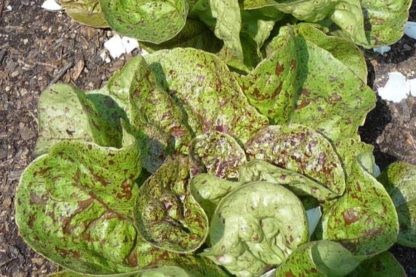 Lettuce, Romaine - Freckles - St. Clare Heirloom Seeds