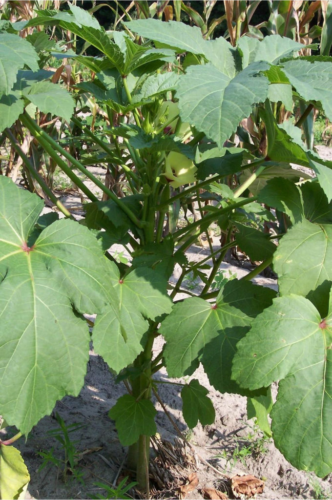 Okra Clemson Spineless 80 St. Clare Heirloom Seeds Heirloom and