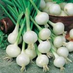 Onion - Crystal White Wax - St. Clare Heirloom Seeds