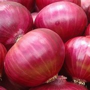 Onion - Red Grano - St. Clare Heirloom Seeds
