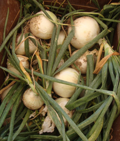 Onion - White Sweet Spanish - St. Clare Heirloom Seeds